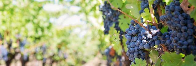 网站攻击工具手机版